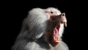 Baboon Pictures