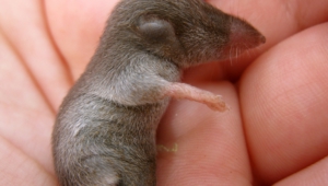 Baby Mole Images
