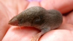 Baby Mole Pictures