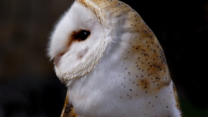 Barn Owl Background