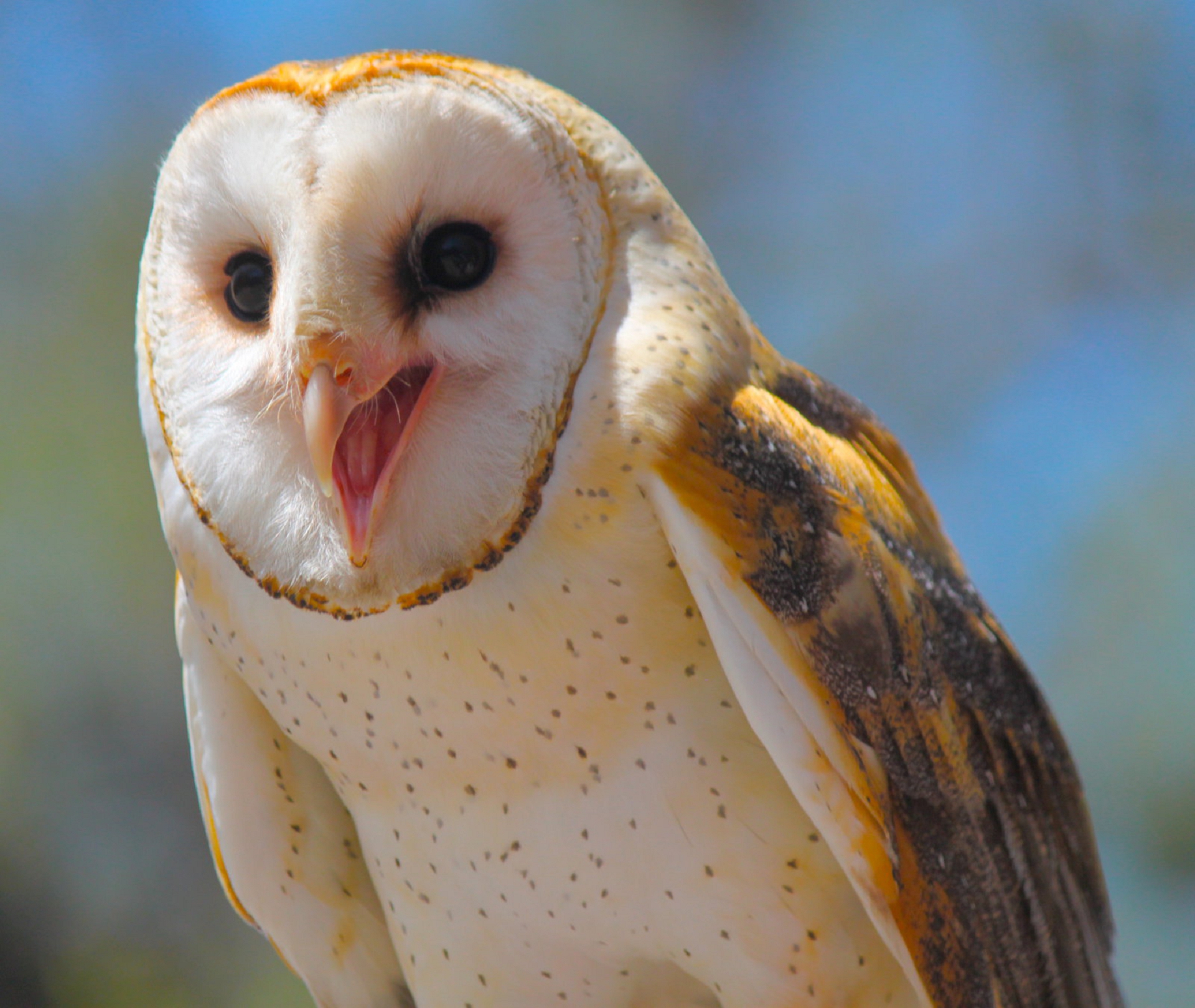 What Do Barn Owls Mean