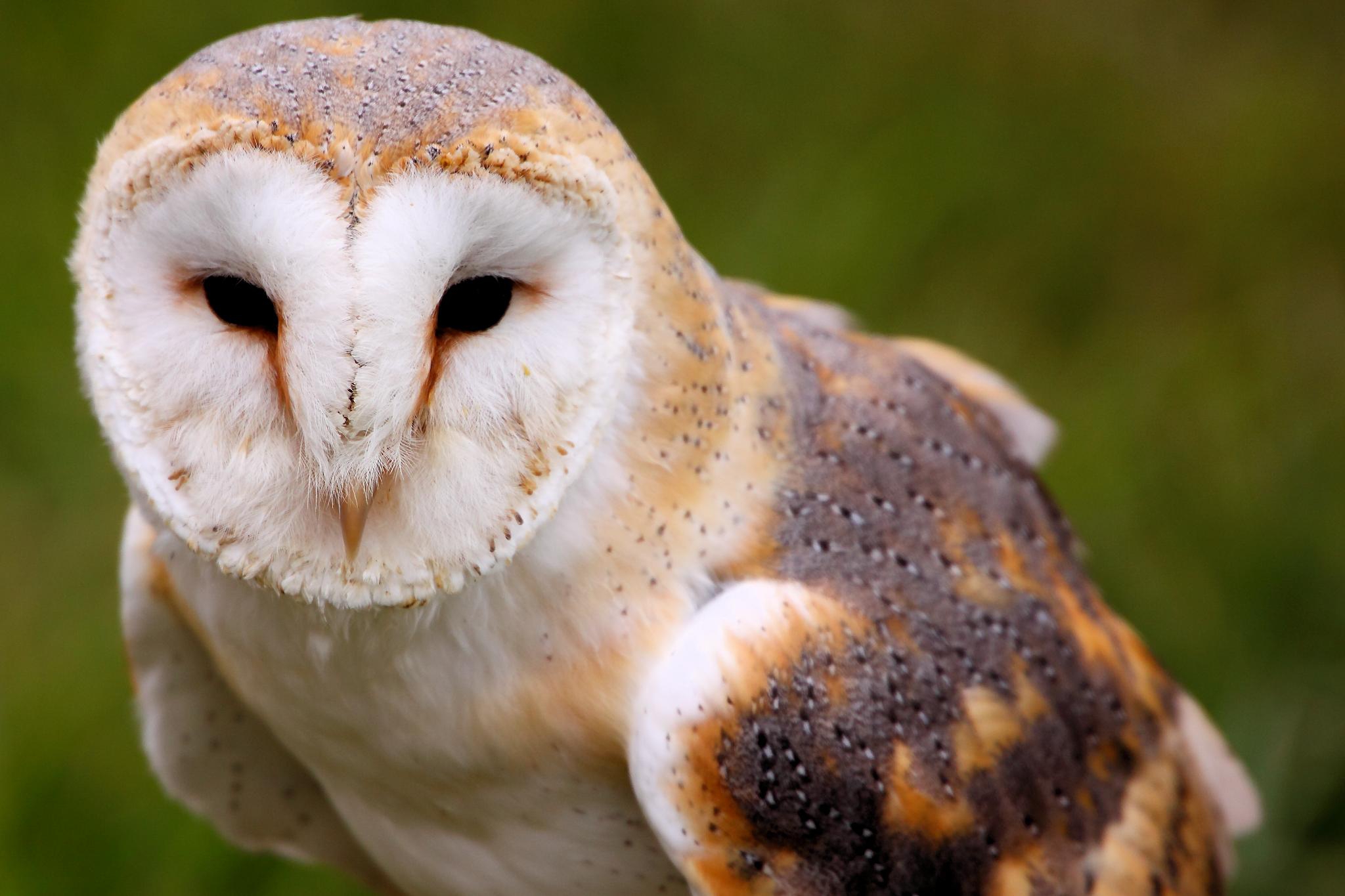 Barn Owl Wallpapers Images Photos Pictures Backgrounds