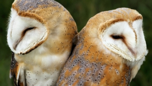 Barn Owl Wallpapers