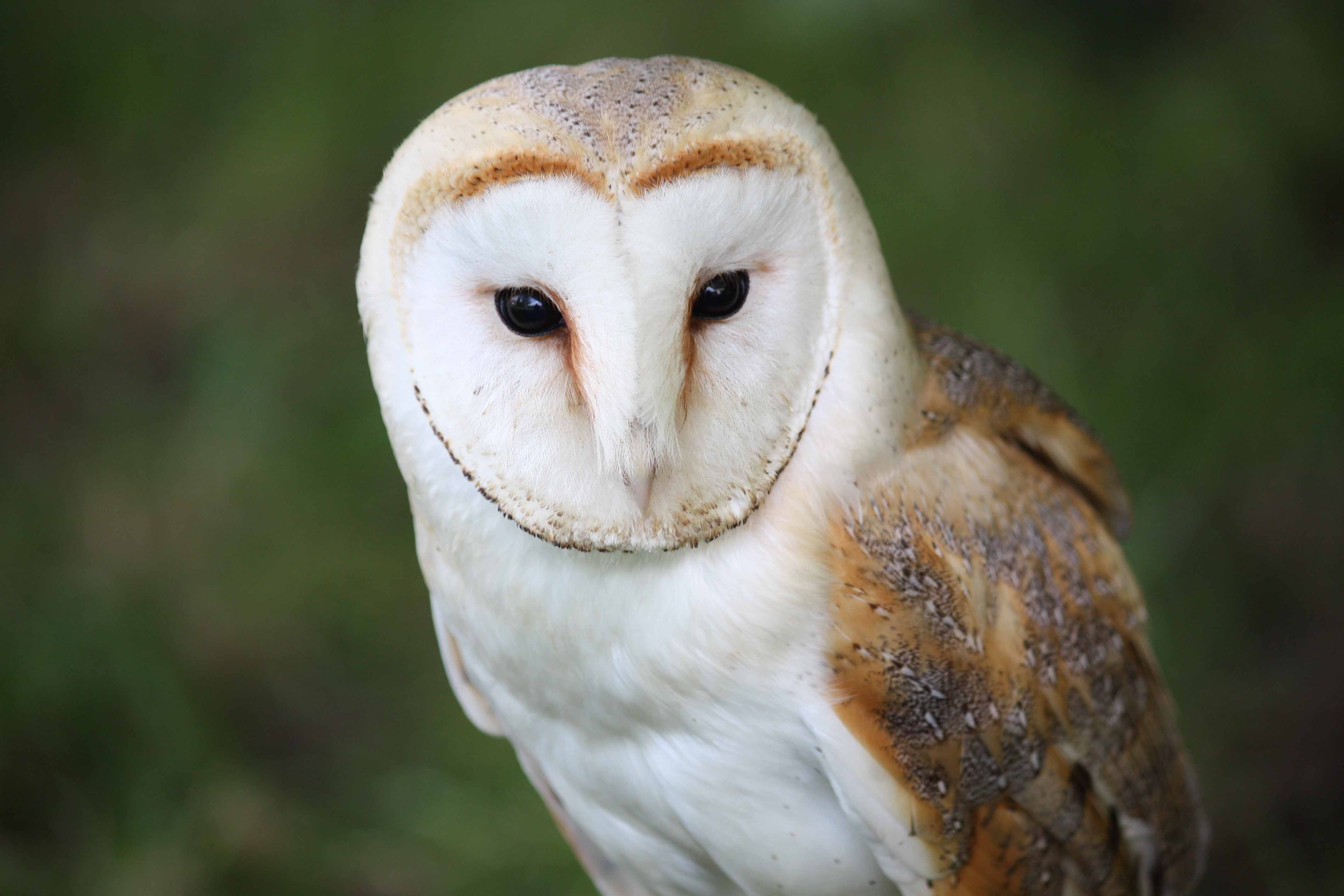 barn-owl-wallpapers-images-photos-pictures-backgrounds