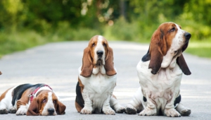 Basset Hound High Quality Wallpapers