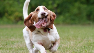 Basset Hound Widescreen