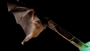 Bat Background