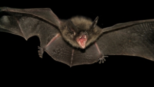 Bat Images