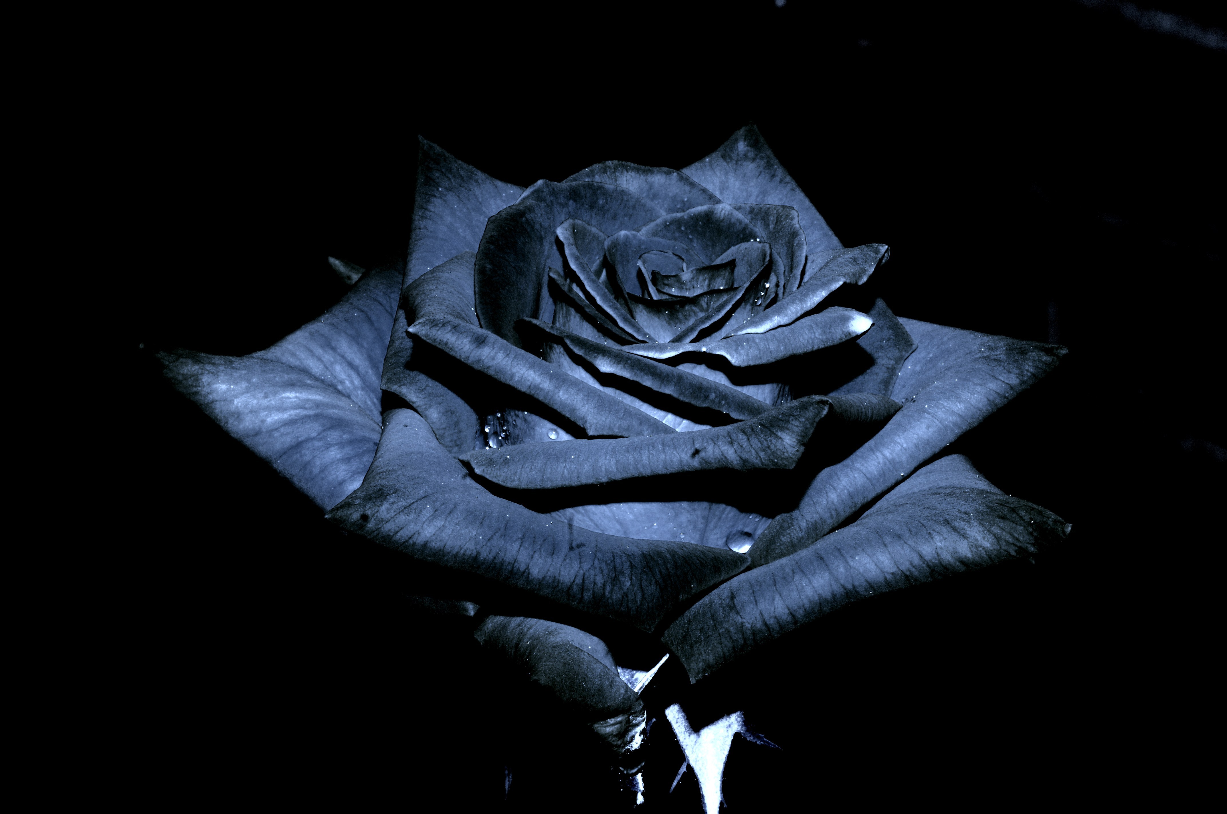 Black Rose Wallpapers Images Photos Pictures Backgrounds