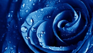Blue Flowers Computer Wallpaper