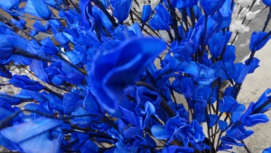 Blue Flowers Desktop