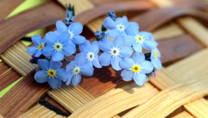 Blue Flowers Hd Background