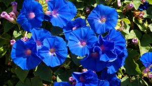 Blue Flowers Hd Desktop