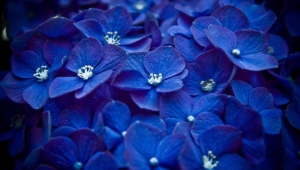 Blue Flowers Hd Wallpaper