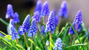 Blue Flowers High Definition Wallpapers