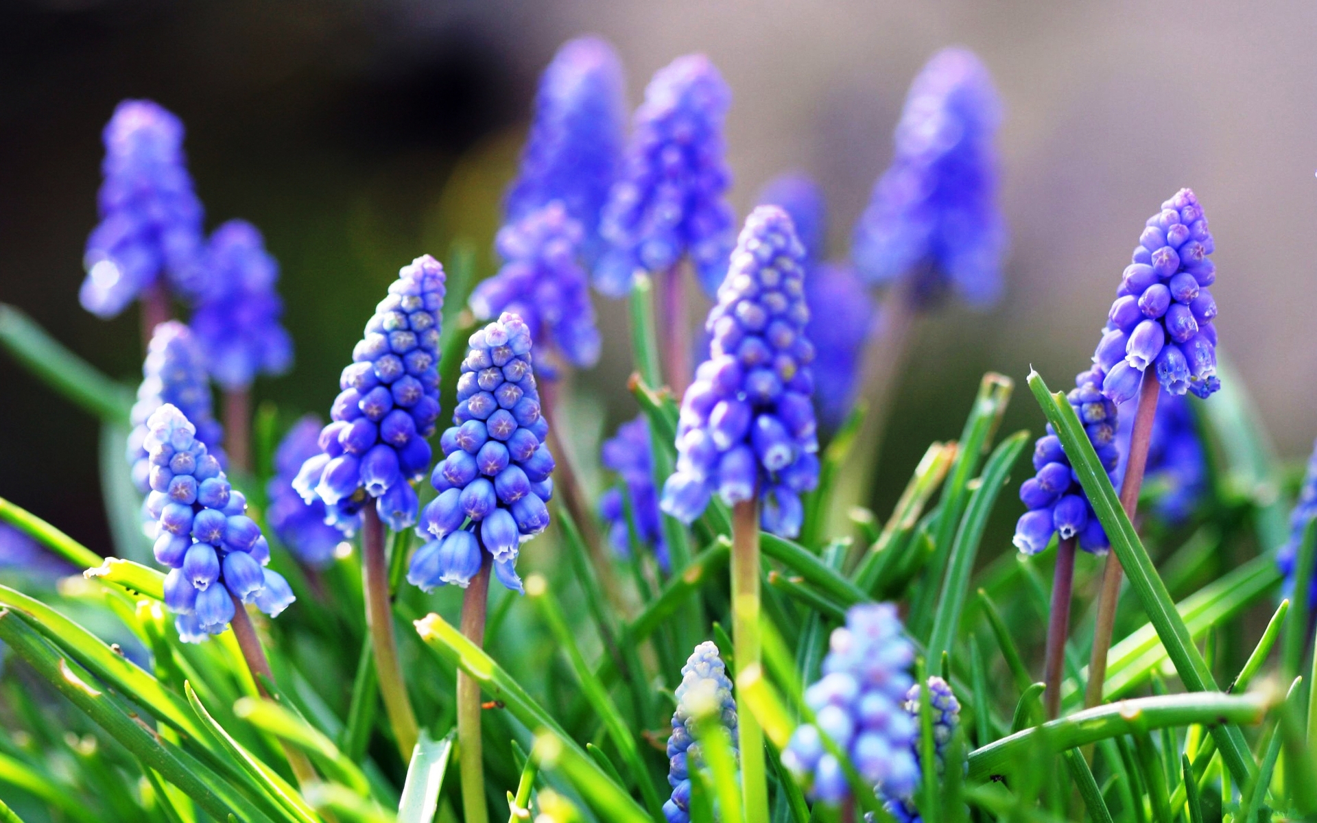 blue-flowers-wallpapers-images-photos-pictures-backgrounds
