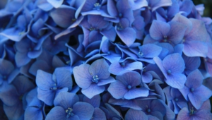 Blue Flowers Wallpapers Hd