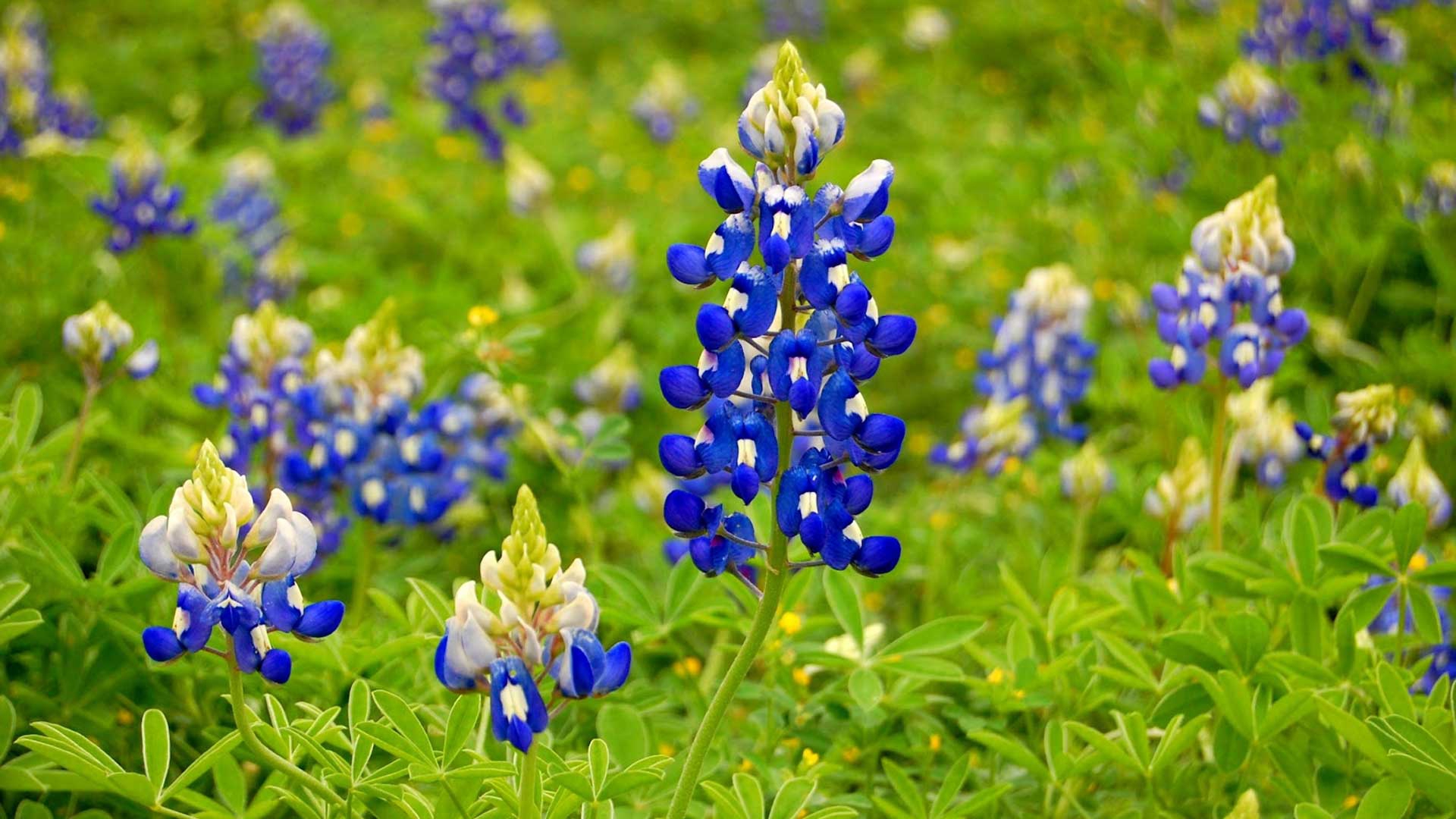 Bluebonnet Wallpaper. 