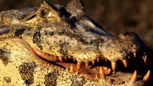 Caiman Pictures