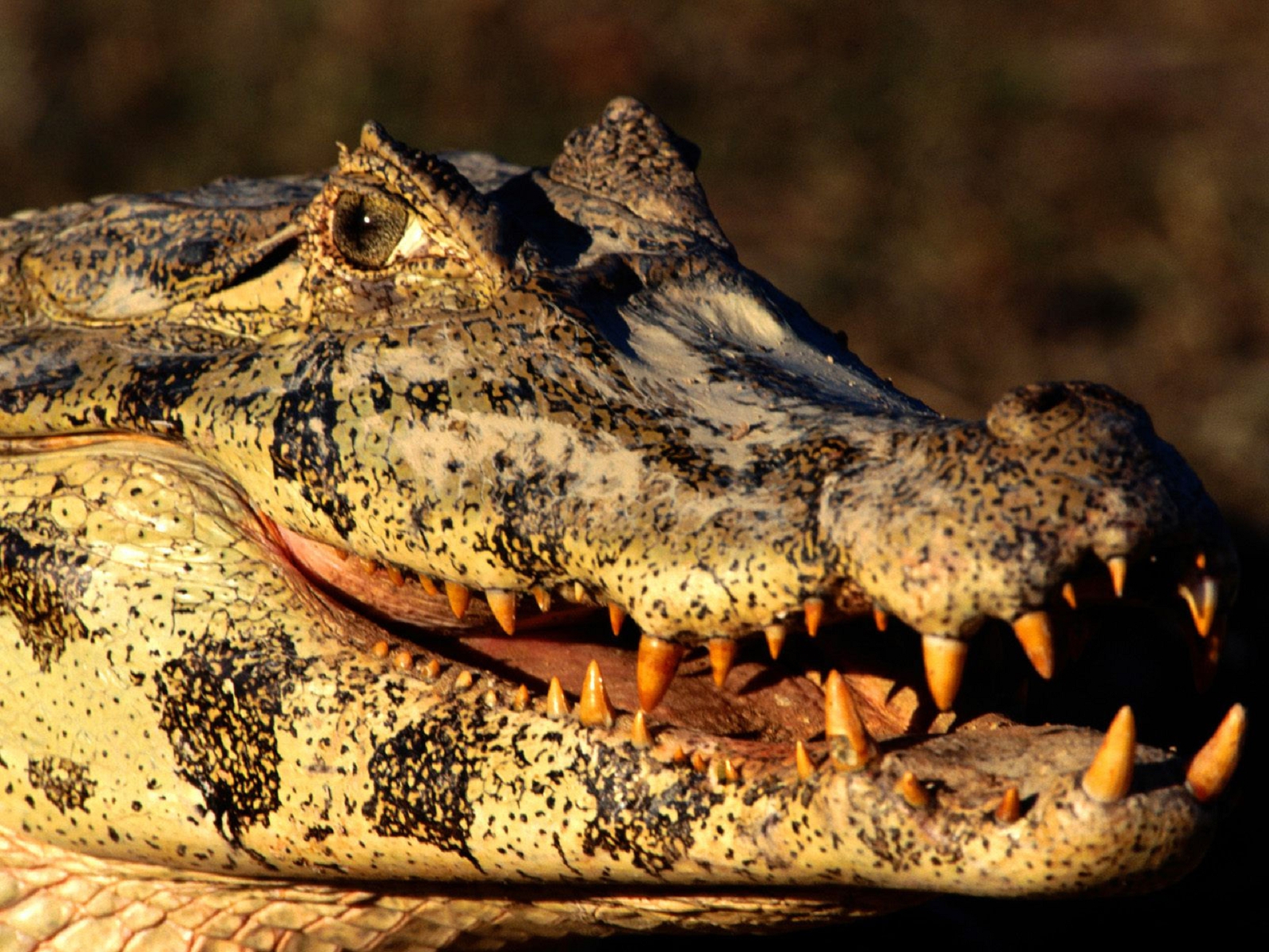 Какой опасный зверь. Черный Кайман крокодил. Крокодил Аллигатор Кайман. Крокодилы Аллигаторы и кайманы. Мадагаскарский рогатый крокодил.