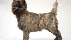 Cairn Terrier High Quality Wallpapers