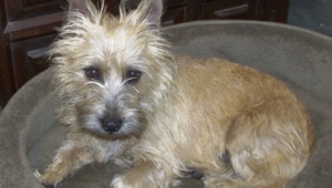 Cairn Terrier Images