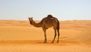 Camel Computer Wallpaper