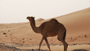 Camel Hd