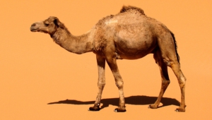 Camel Hd Wallpaper