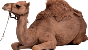 Camel High Definition Wallpapers