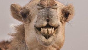 Camel Wallpapers Hd