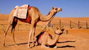 Camel Widescreen