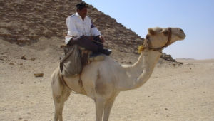 Camel For Desktop