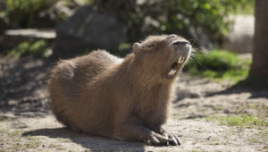 Capybara 4k