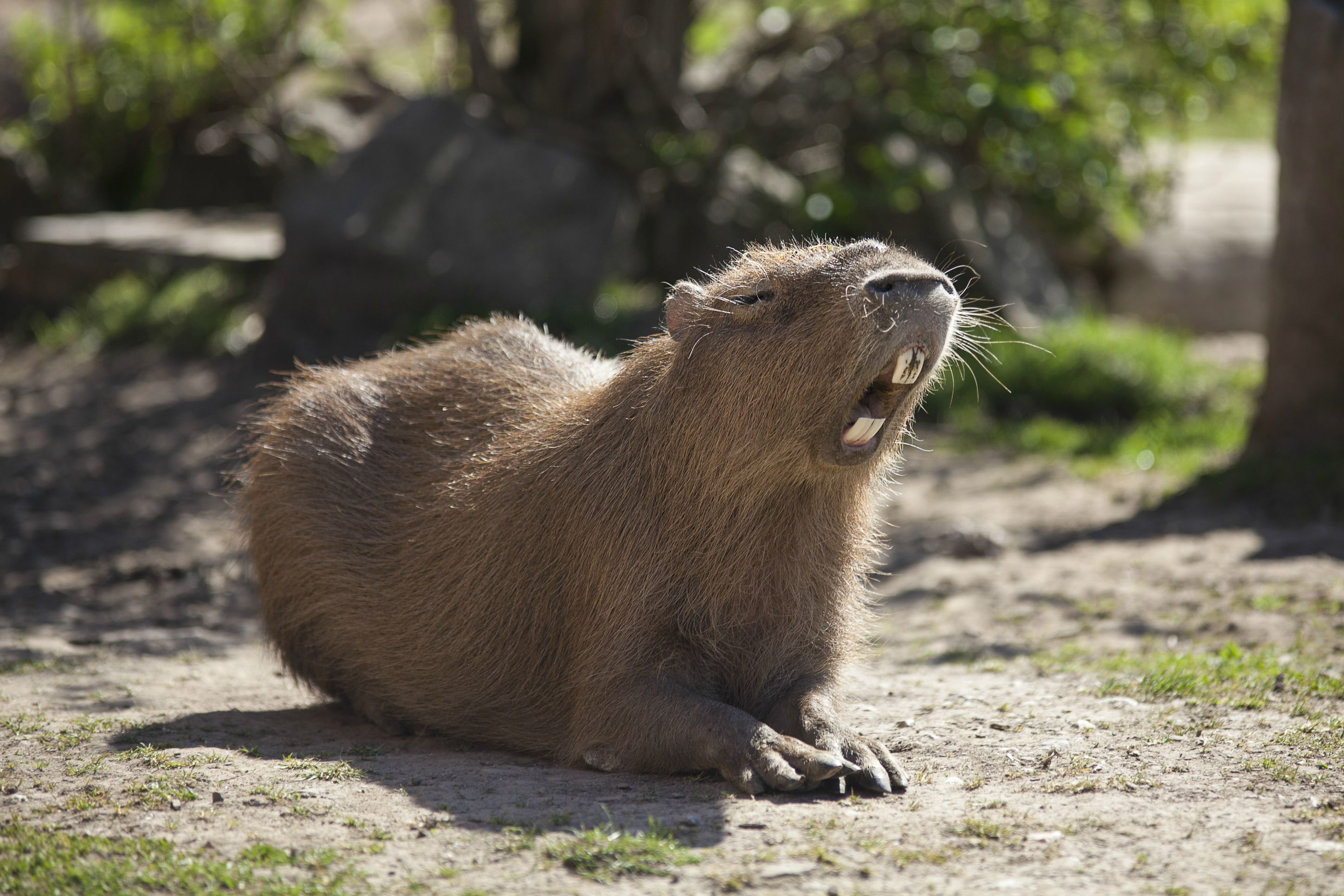 Capybara Nature