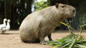Capybara Hd