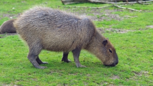 Capybara Hd Desktop