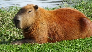 Capybara Hd Wallpaper