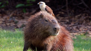 Capybara High Definition