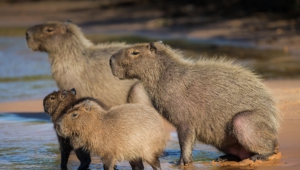 Capybara Images