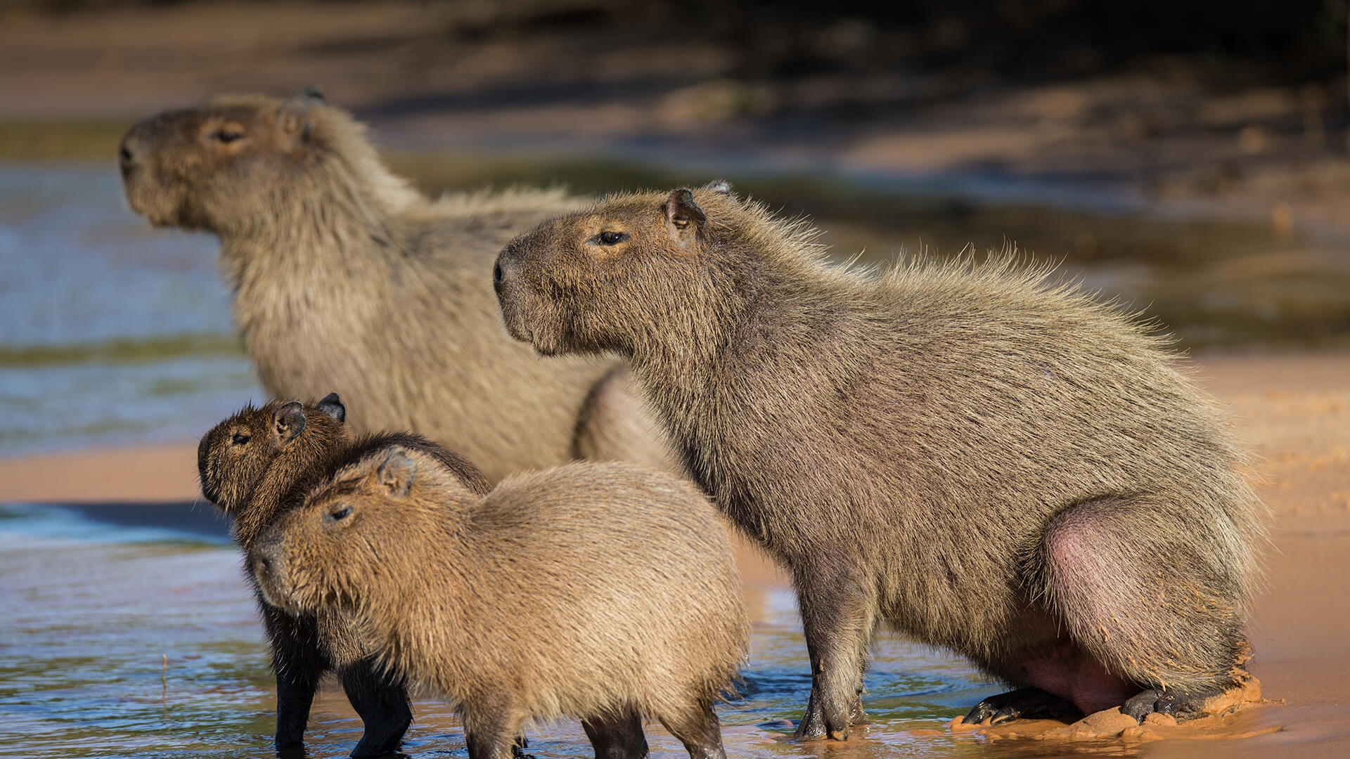 Capybara Wallpaper Relaxing