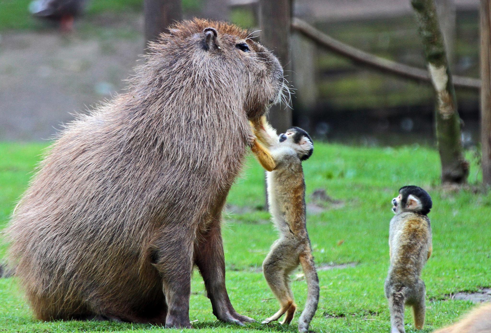 Capybara Wallpaper Interacting