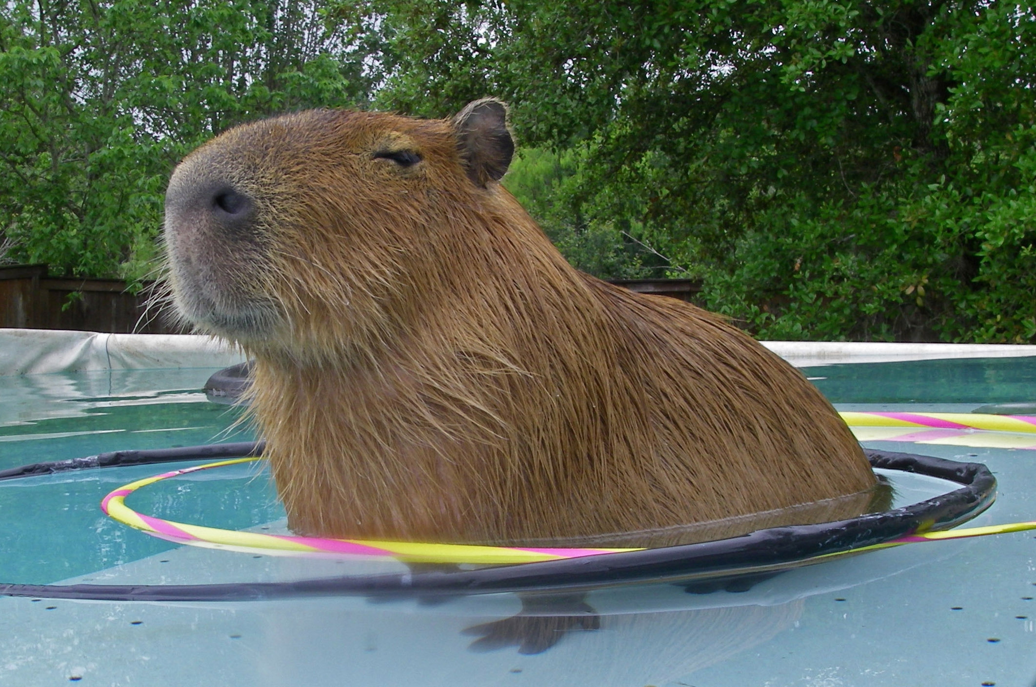 Cute Capybara Wallpaper