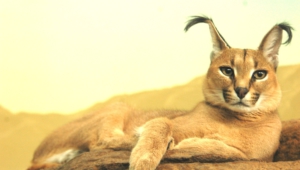 Caracal Background