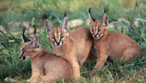 Caracal High Definition Wallpapers