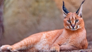 Caracal High Quality Wallpapers