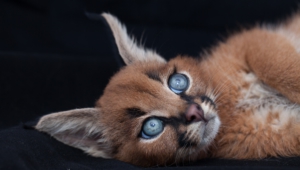 Caracal Pictures