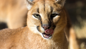 Caracal Wallpapers Hd