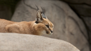 Caracal Wallpapers Hq