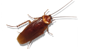Cockroach Photos